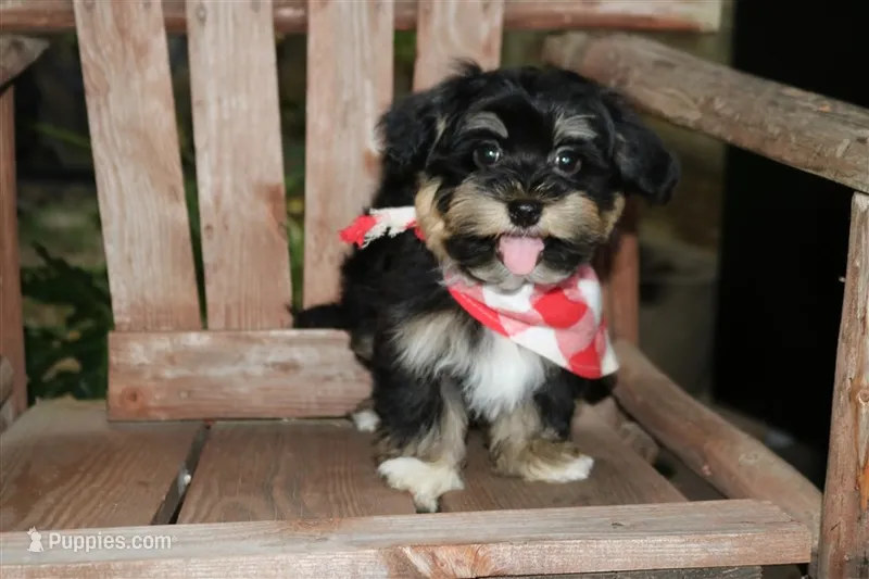 Johnny Cash – Havanese puppy for sale in Ruston, LA