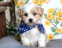 Sam, a male Havanese for sale in Ruston, LA – 1 of 1