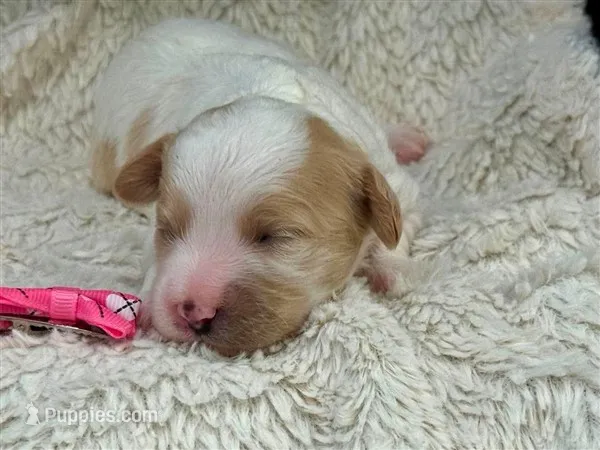 Maisie – Cavachon puppy for sale in Ruston, LA