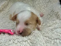 Maisie, a female Cavachon for sale in Ruston, LA – 1 of 2