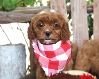 Knox, a male Cavapoo for sale in Ruston, LA – 2 of 4