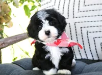 Enzo, a male Havanese for sale in Ruston, LA – 4 of 4