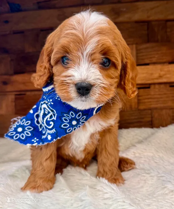 Prince – Cavapoo puppy for sale in Ruston, LA