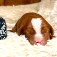 Romeo **DARK RED**, a male Cavapoo for sale in Ruston, LA – 1 of 1