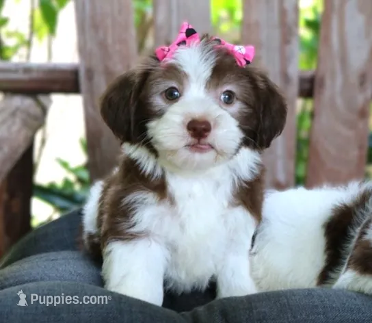 Mardi Gras – Havanese puppy for sale in Ruston, LA