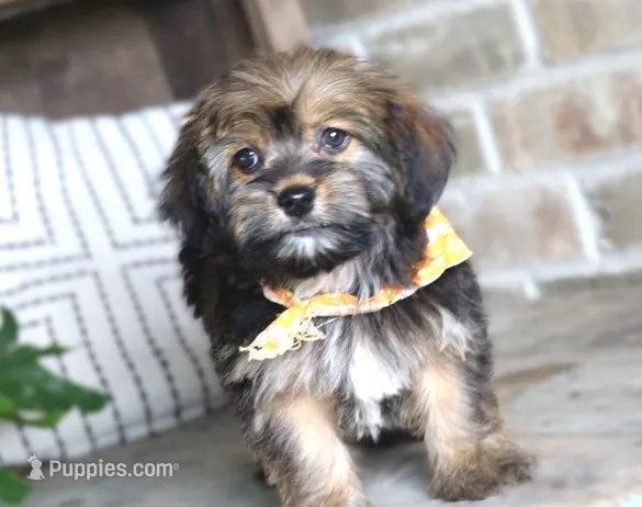 Loki – Havanese puppy for sale in Ruston, LA