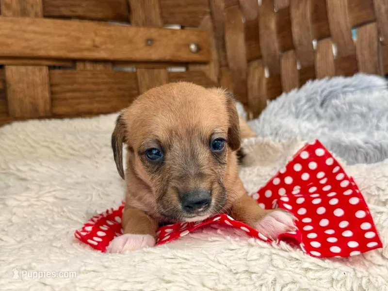 Magic Mike – Italian Greyhound, Poodle - Miniature  puppy for sale in Ruston, LA