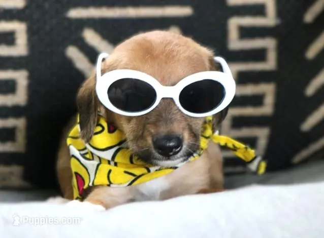 Magic Mike – Italian Greyhound, Poodle - Miniature  puppy for sale in Ruston, LA