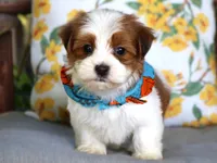 Theo, a male Havanese for sale in Ruston, LA – 2 of 2