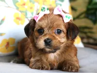 Skye, a female Havanese for sale in Ruston, LA – 2 of 2