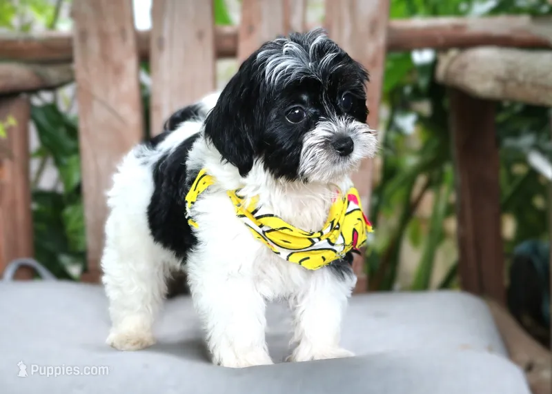 Ozzy – Maltipoo puppy for sale in Ruston, LA