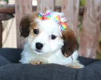 Lulu, a female Havanese for sale in Ruston, LA – 4 of 4