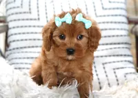 Paisley, a female Cavapoo for sale in Ruston, LA – Photo 2 of 2