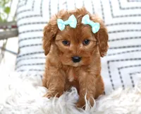 Paisley, a female Cavapoo for sale in Ruston, LA – Photo 1 of 2