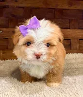 Princess Peach, a female Havanese for sale in Ruston, LA – 2 of 2