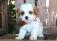 Jared, a male Cavalier King Charles Spaniel and Havanese for sale in Ruston, LA – 3 of 3