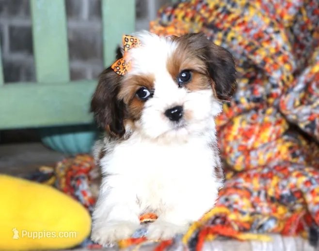 Jess – Cavalier King Charles Spaniel, Havanese puppy for sale in Ruston, LA