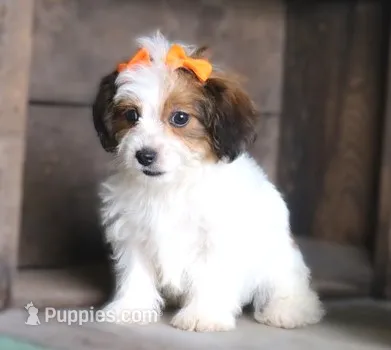Lucy – Havanese puppy for sale in Ruston, LA