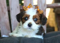 Jess, a female Cavalier King Charles Spaniel and Havanese for sale in Ruston, LA – 2 of 4