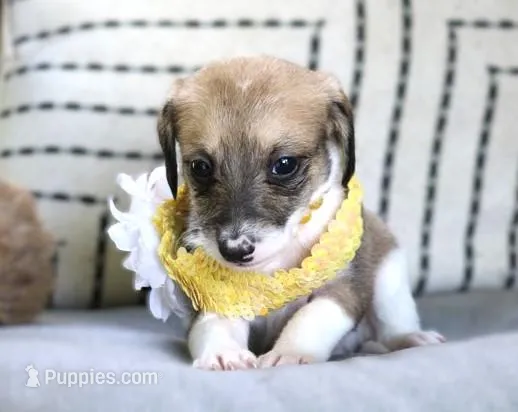 Trixie – Italian Greyhound, Poodle - Miniature  puppy for sale in Ruston, LA