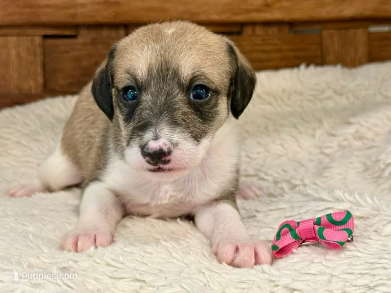 Trixie – Italian Greyhound, Poodle - Miniature  puppy for sale in Ruston, LA
