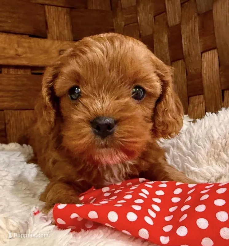 Austin – Cavapoo puppy for sale in Ruston, LA