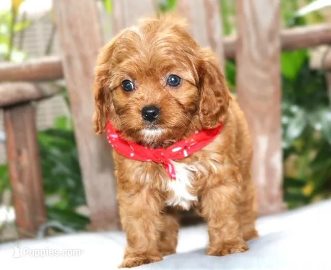 Austin – Cavapoo puppy for sale in Ruston, LA