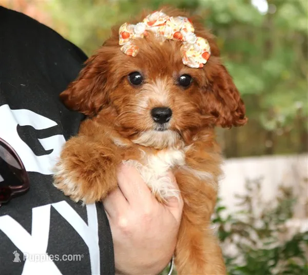 Kiki – Cavapoo puppy for sale in Ruston, LA