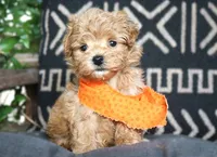 Rafiki, a male Maltipoo for sale in Ruston, LA – 2 of 2