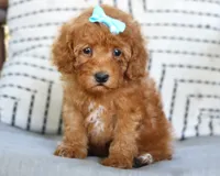 Georgia Kate, a female Poodle - Miniature  for sale in Ruston, LA – 4 of 4