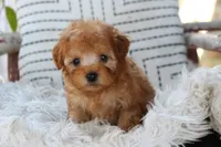 Gideon, a male Poodle - Miniature  for sale in Ruston, LA – Photo 1 of 2