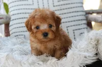 Gideon, a male Poodle - Miniature  for sale in Ruston, LA – Photo 2 of 2