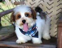 Willie Nelson, a male Havanese for sale in Ruston, LA – 1 of 2