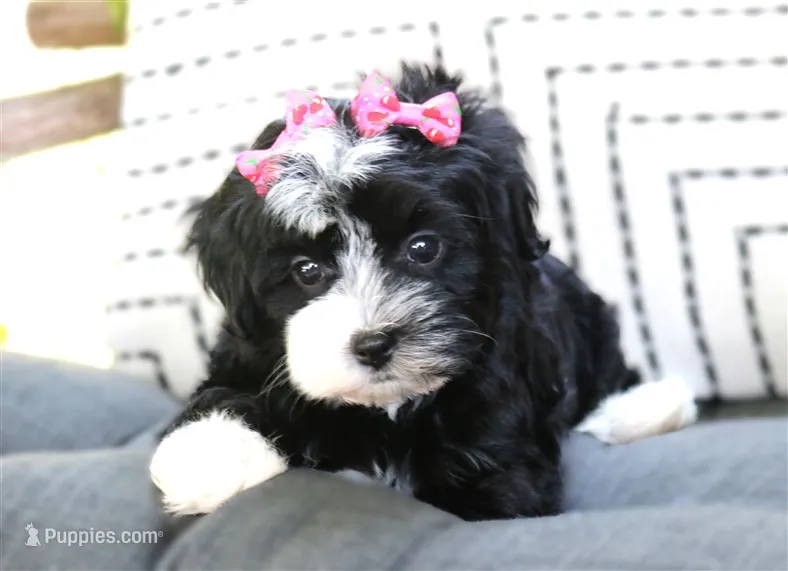 Ebony – Havanese puppy for sale in Ruston, LA