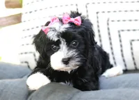 Ebony, a female Havanese for sale in Ruston, LA – 1 of 4