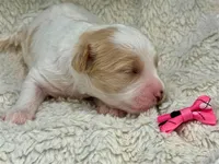 Maisie, a female Cavachon for sale in Ruston, LA – 2 of 2