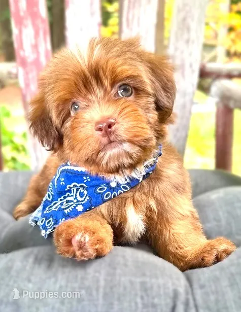 Alex – Havanese puppy for sale in Ruston, LA