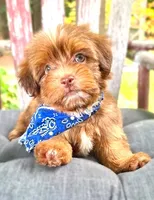 Alex, a male Havanese for sale in Ruston, LA – 1 of 3