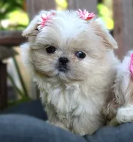 Lollie *CHARTING TO BE UNDER 5 LB*, a female Shih Tzu for sale in Ruston, LA – 3 of 3