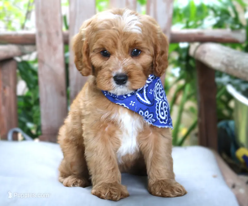 Phineas – Cavapoo puppy for sale in Ruston, LA