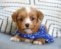 Dodge, a male Havanese for sale in Ruston, LA – 2 of 2