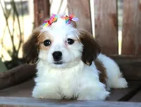 Lulu, a female Havanese for sale in Ruston, LA – 3 of 4