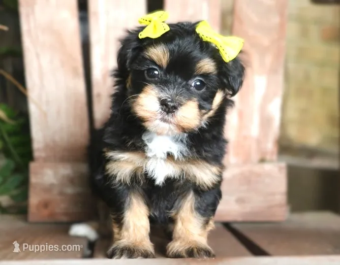 Flora Mae – Havanese puppy for sale in Ruston, LA