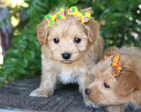 Zoey, a female Maltipoo for sale in Ruston, LA – 1 of 1