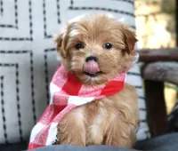 Gizmo, a male Maltipoo for sale in Ruston, LA – 3 of 4