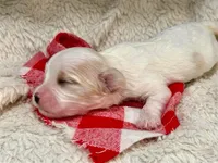 Mason, a male Cavachon for sale in Ruston, LA – 2 of 2