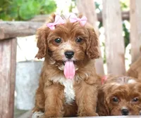 Kiki, a female Cavapoo for sale in Ruston, LA – 3 of 4