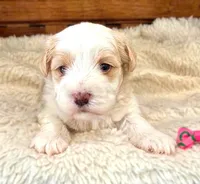 Sasha, a female Havanese for sale in Ruston, LA – 2 of 3