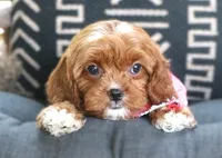 Knox, a male Cavapoo for sale in Ruston, LA – 1 of 4