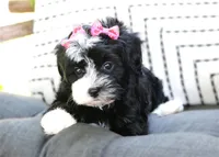Ebony, a female Havanese for sale in Ruston, LA – 4 of 4